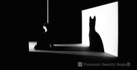 Catchy black and White picture, great use of contrast, with a cat and her shadow on the wall